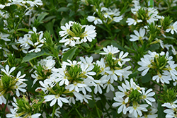 Bombay White Fan Flower (Scaevola aemula 'Bombay White') at Creekside Home & Garden