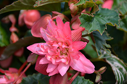 Funky Pink Begonia (Begonia 'Funky Pink') at Creekside Home & Garden