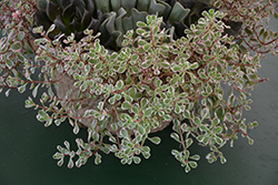 Tricolor Stonecrop (Sedum spurium 'Tricolor') at Creekside Home & Garden