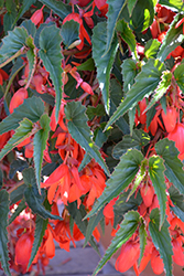 Summerwings Deep Red Begonia (Begonia 'Summerwings Deep Red') at Creekside Home & Garden