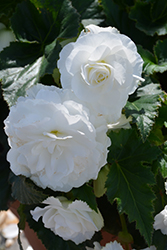 Nonstop White Begonia (Begonia 'Nonstop White') at Creekside Home & Garden