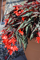 Summerwings Dark Elegance Begonia (Begonia 'Summerwings Dark Elegance') at Creekside Home & Garden