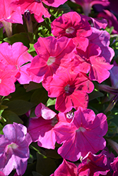 Pretty Flora Rose Petunia (Petunia 'PAS1157219') at Creekside Home & Garden