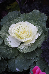 Osaka White Ornamental Cabbage (Brassica oleracea 'Osaka White') at Creekside Home & Garden