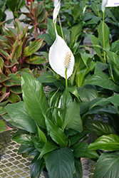 Sensation Peace Lily (Spathiphyllum 'Sensation') at Creekside Home & Garden