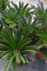 Japanese Sago Palm (Cycas revoluta) at Creekside Home & Garden