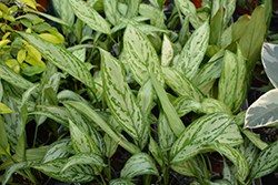 Silver King Chinese Evergreen (Aglaonema 'Silver King') at Creekside Home & Garden