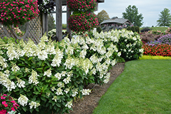 Fire Light Hydrangea (Hydrangea paniculata 'SMHPFL') at Creekside Home & Garden