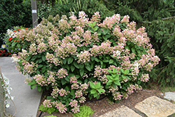 Little Quick Fire Hydrangea (Hydrangea paniculata 'SMHPLQF') at Creekside Home & Garden