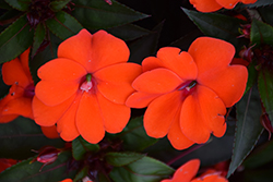 SunPatiens Compact Orange New Guinea Impatiens (Impatiens 'SakimP011') at Creekside Home & Garden