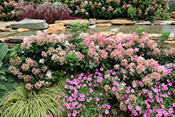 Little Quick Fire Hydrangea (Hydrangea paniculata 'SMHPLQF') at Creekside Home & Garden