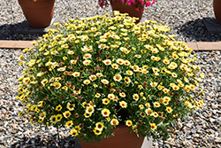 Grandessa Yellow Marguerite Daisy (Argyranthemum 'Grandessa Yellow') at Creekside Home & Garden