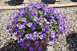 Surfinia Heavenly Blue Petunia (Petunia 'Surfinia Heavenly Blue') at Creekside Home & Garden