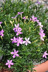 FIZZ N POP Pretty in Pink Isotoma (Isotoma axillaris 'Tmli 1401') at Creekside Home & Garden