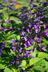 Rockin' Deep Purple Sage (Salvia 'BBSAL09001') at Creekside Home & Garden