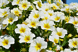 MiniFamous Neo White + Yellow Eye Calibrachoa (Calibrachoa 'KLECA16314') at Creekside Home & Garden