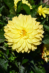 Hypnotica Yellow Dahlia (Dahlia 'Hypnotica Yellow') at Creekside Home & Garden