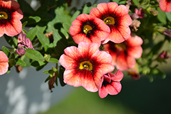 Superbells Coralberry Punch Calibrachoa (Calibrachoa 'Superbells Coralberry Punch') at Creekside Home & Garden