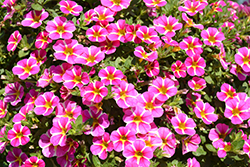 Superbells Rising Star Calibrachoa (Calibrachoa 'KLECA16006') at Creekside Home & Garden