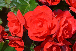 Vermillion Red Begonia (Begonia x hiemalis 'Vermillion Red') at Creekside Home & Garden