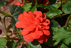 Illumination Rose Begonia (Begonia 'Illumination Rose') at Creekside Home & Garden