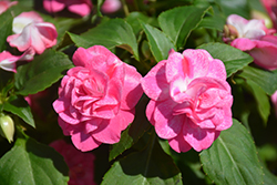 Rockapulco Rose Impatiens (Impatiens 'BALOLESTOP') at Creekside Home & Garden