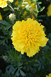 Little Hero Yellow Marigold (Tagetes patula 'Little Hero Yellow') at Creekside Home & Garden