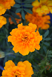 Safari Orange Marigold (Tagetes patula 'Safari Orange') at Creekside Home & Garden