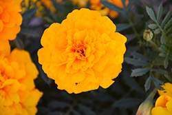 Durango Gold Marigold (Tagetes patula 'Durango Gold') at Creekside Home & Garden