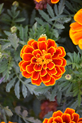 Durango Flame Marigold (Tagetes patula 'Durango Flame') at Creekside Home & Garden