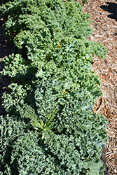 Blue Curled Scotch Kale (Brassica oleracea var. sabellica 'Blue Curled Scotch') at Creekside Home & Garden