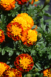 Janie Spry Marigold (Tagetes patula 'Janie Spry') at Creekside Home & Garden