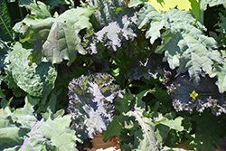 Kale Storm Mixture (Brassica oleracea var. sabellica 'Storm Mixture') at Creekside Home & Garden