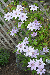 Nelly Moser Clematis (Clematis 'Nelly Moser') at Creekside Home & Garden