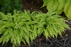 Curly Fries Hosta (Hosta 'Curly Fries') at Creekside Home & Garden
