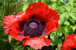 Beauty of Livermere Poppy (Papaver orientale 'Beauty of Livermere') at Creekside Home & Garden