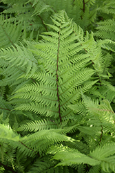 Lady in Red Fern (Athyrium filix-femina 'Lady in Red') at Creekside Home & Garden