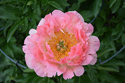 Coral Sunset Peony (Paeonia 'Coral Sunset') at Creekside Home & Garden