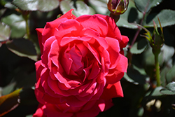 Knock Out Rose (Rosa 'Radrazz') at Creekside Home & Garden
