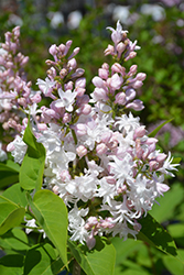 Beauty of Moscow Lilac (Syringa vulgaris 'Beauty of Moscow') at Creekside Home & Garden