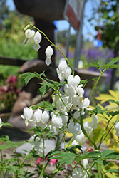 White Bleeding Heart (Dicentra spectabilis 'Alba') at Creekside Home & Garden