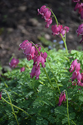 King of Hearts Bleeding Heart (Dicentra 'King of Hearts') at Creekside Home & Garden