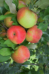 Honeycrisp Apple (Malus 'Honeycrisp') at Creekside Home & Garden