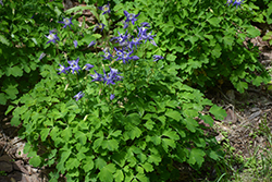 Winky Blue And White Columbine (Aquilegia 'Winky Blue And White') at Creekside Home & Garden