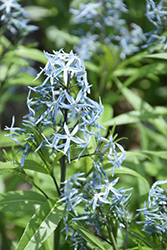 Narrow-Leaf Blue Star (Amsonia hubrichtii) at Creekside Home & Garden