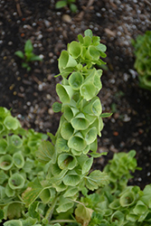 Bells Of Ireland (Moluccella laevis) at Creekside Home & Garden