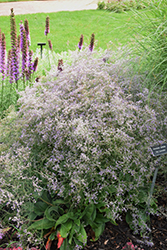 Sea Lavender (Limonium latifolium) at Creekside Home & Garden