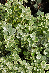 Variegated Licorice Plant (Helichrysum petiolare 'Variegated Licorice') at Creekside Home & Garden