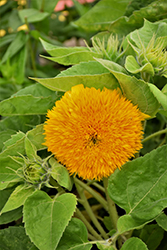 Teddy Bear Annual Sunflower (Helianthus annuus 'Teddy Bear') at Creekside Home & Garden