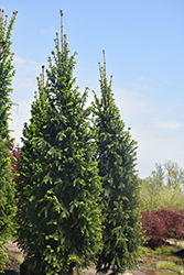 Christina Columnar Spruce (Picea abies 'Christina') at Creekside Home & Garden